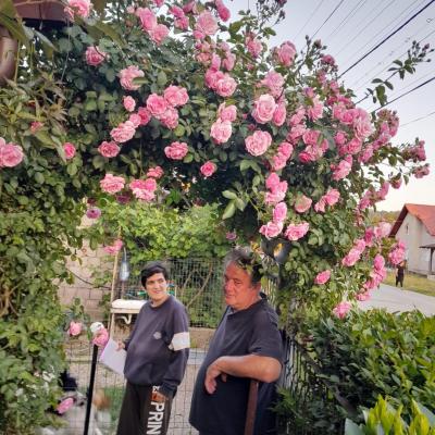 Luchian 14.11.2025 3